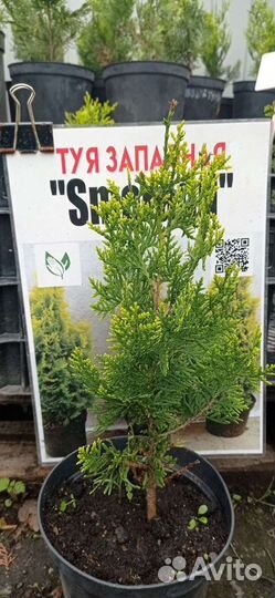 Саженцы Туи Смарагд Голд