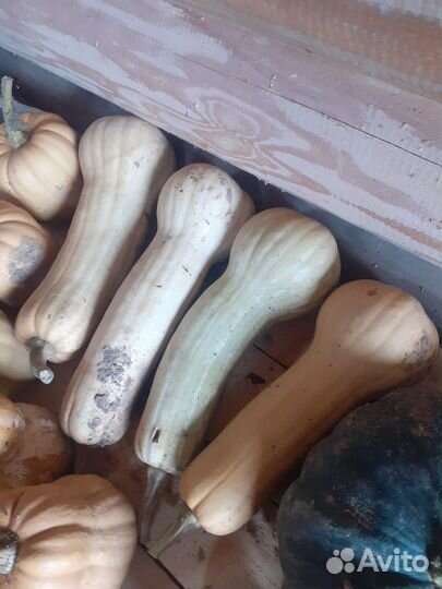 Тыква сортовая