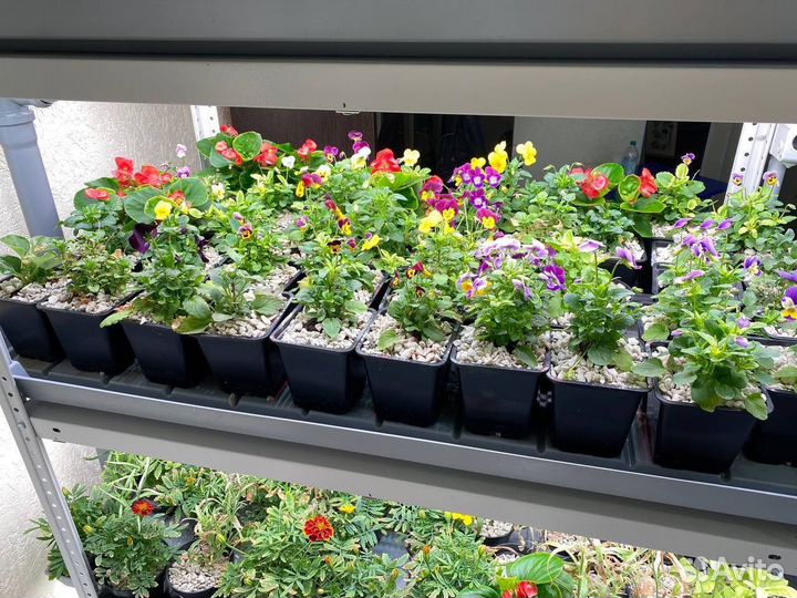 Открой бизнес на зелени и микрозелени