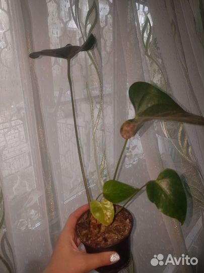 Антуриум Калифорния