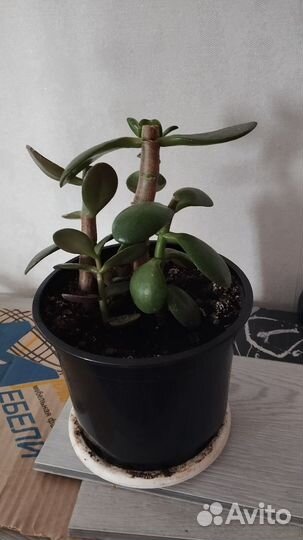 Лимон вариегатный, комнатные растения, кофе