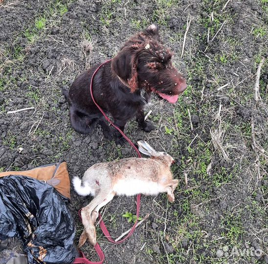 Щенки дратхаара