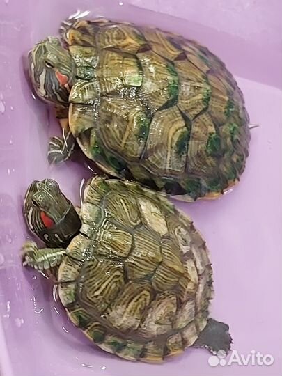 Красноухая черепаха