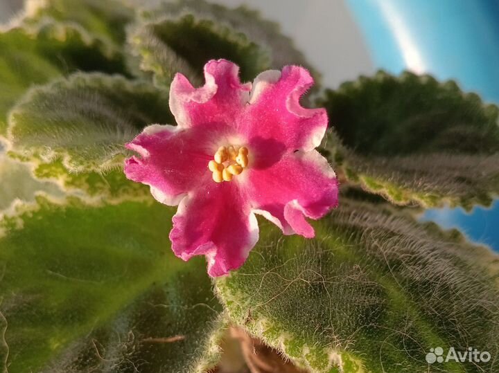 Детки сортовых фиалок