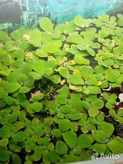 Растения пистия(водная капуста)