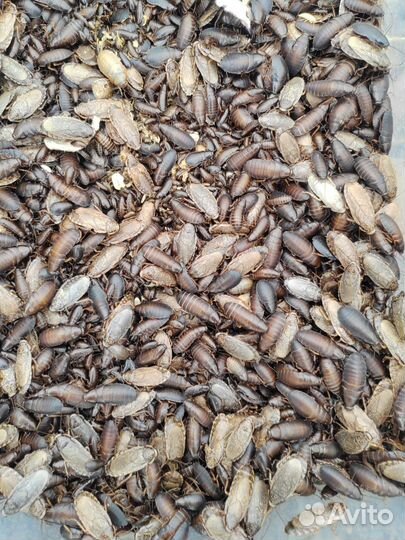 Мраморные тараканы