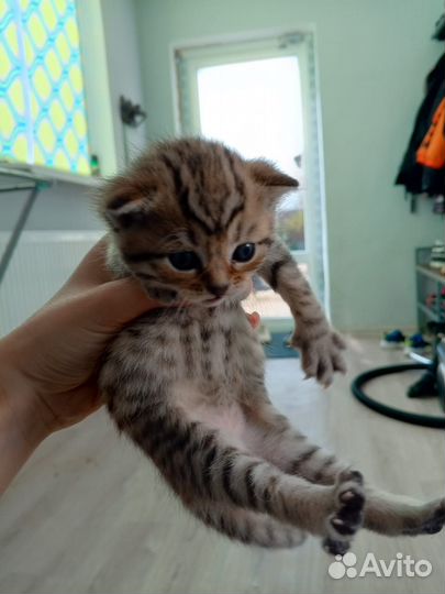 Кошки в добрые руки