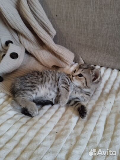 Шотландская кошечка