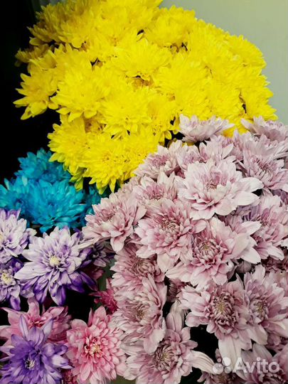 Хризантемы