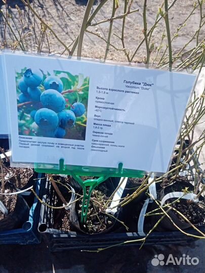 Голубика трехлетние саженцы
