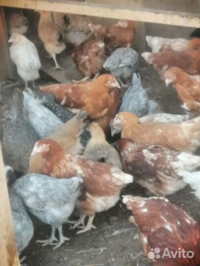 Куры Несушки