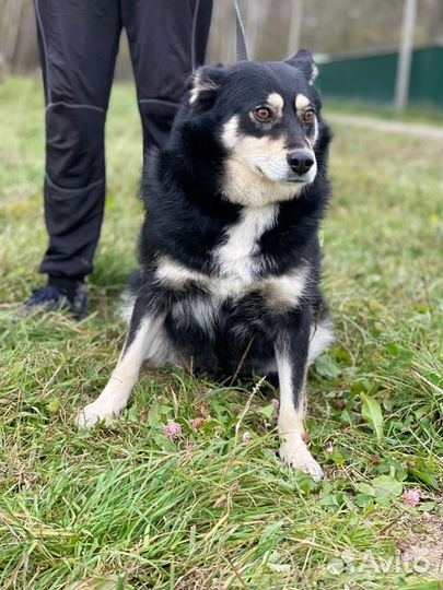 Собака в добрые руки