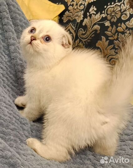 Шотландская вислоухая кошка