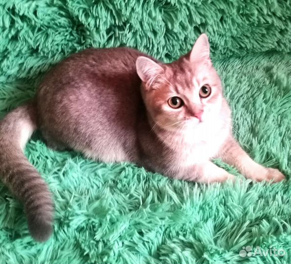Подрощеные британчики