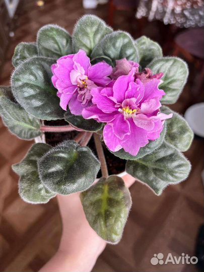 Фиалки сортовые