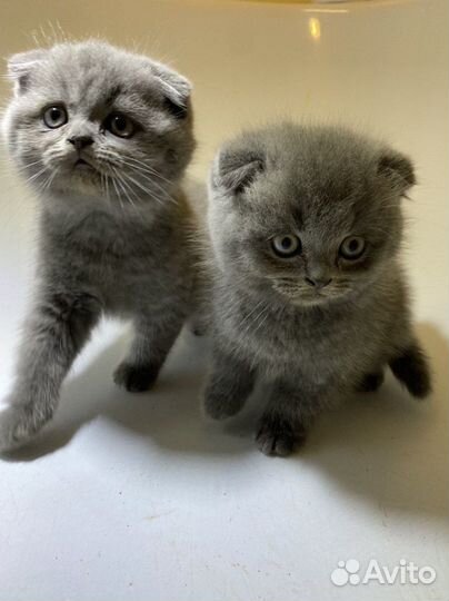 Шотландские котята