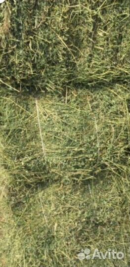 Сено люцерны в тюках