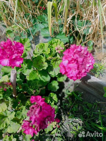 Пеларгония герань