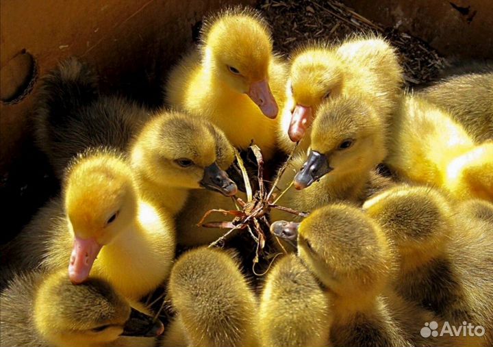 Утята Разных пород