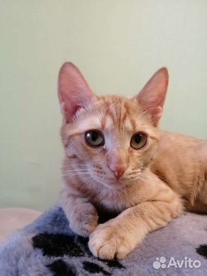 Котик рыжик