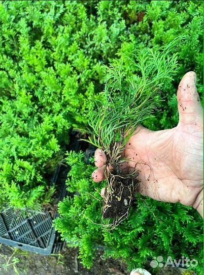 Туя смарагд с гарантией приживаемости