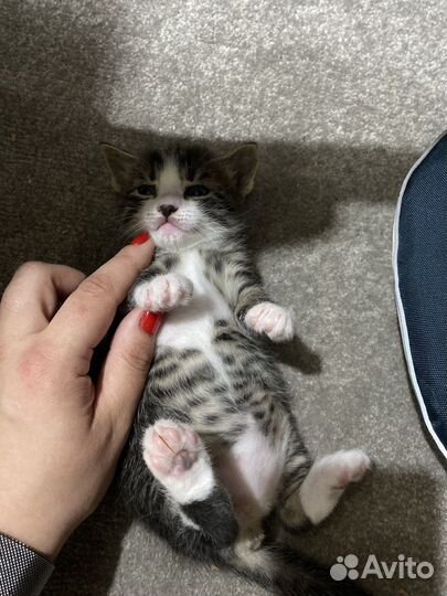 Кошки бесплатно