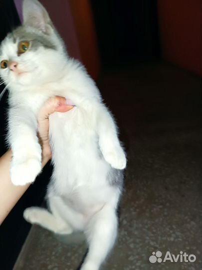 Котята бесплатно