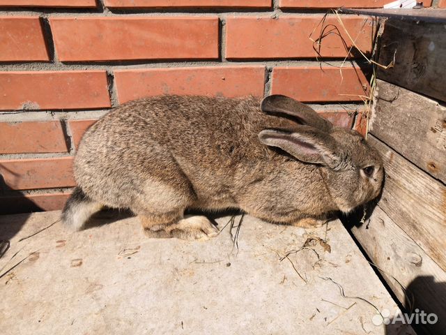 Кролики в Рязани в Рязанском районе. Купить кроликов в городе Рязани в Рязанском районе. Авито породы кроликов