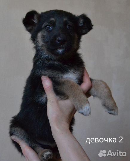 Щенки овчарки
