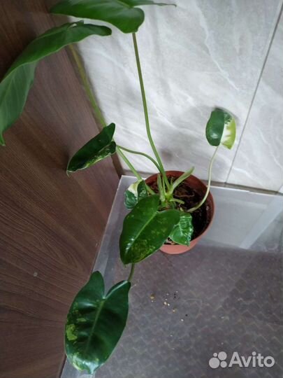 Филодендроны