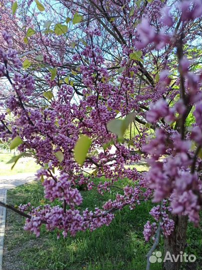 Саженцы церцис дуб красный клён серебристый