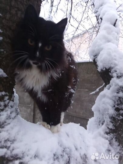 Кот в добрые руки