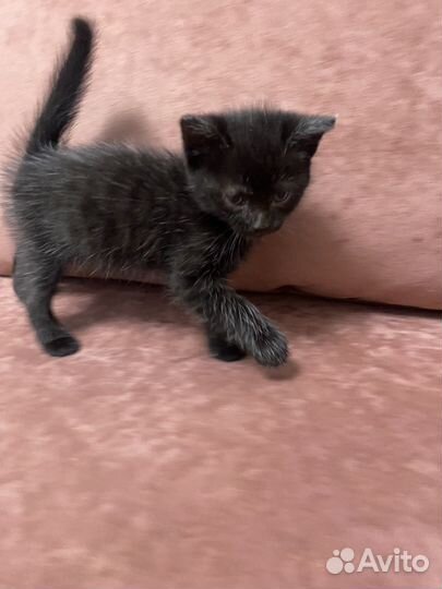 Черный котенок мальчик