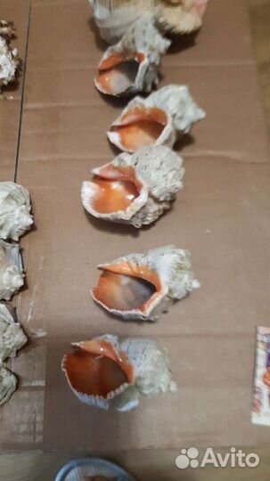 Набор ракушек.Раковина морская, ракушки с шумом мо