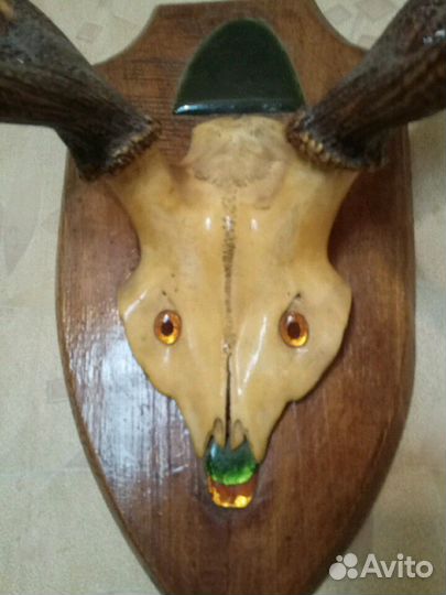 Оленьи рога