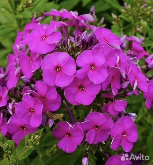 Флоксы ассорти