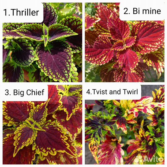 Сортовые Колеусы