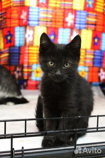 Мальчишки в дар