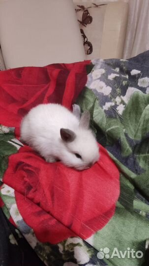Карликовый кролик
