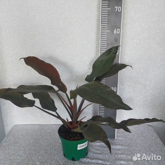 Филодендрон империал ред