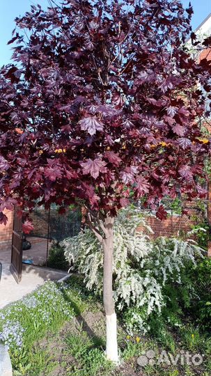 Красный клен