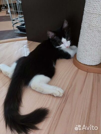 Кошка стерилизована в дар 3 месяца девочка