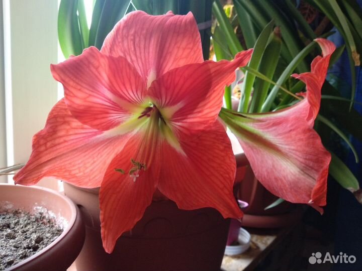 Гиппеаструм