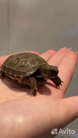 Черепашки домашнего разведения