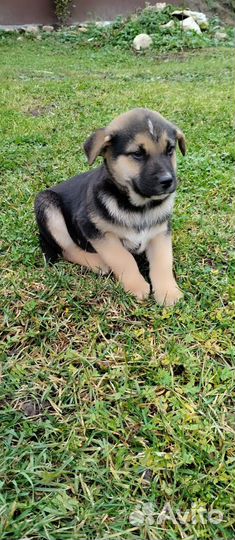 Щенки алабая в добрые руки