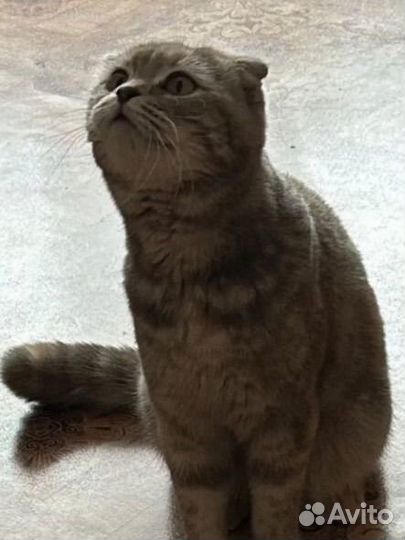 Шотландская вислоухая кошка