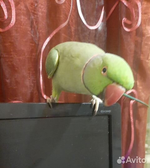 Ожереловый попугайчик