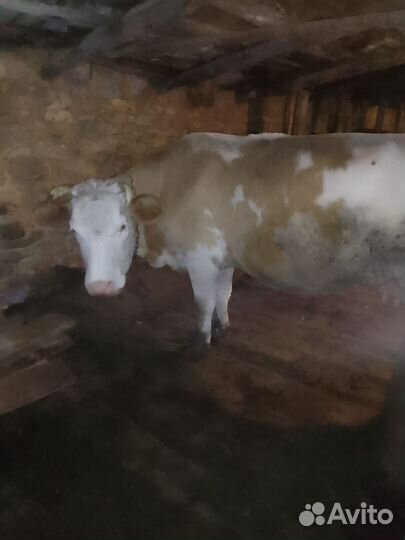 Корова с телятами