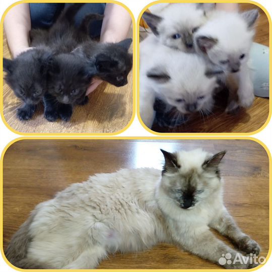 Котята в добрые руки 1 месяц