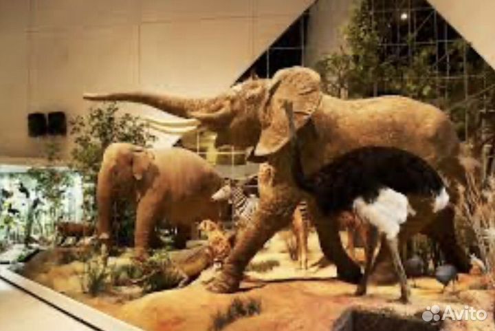 Билеты в Государственный Дарвиновский музей Москва